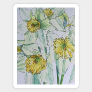 Daffodils watercolour painting Sticker